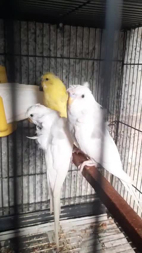 Helicopter Budgies, farm video