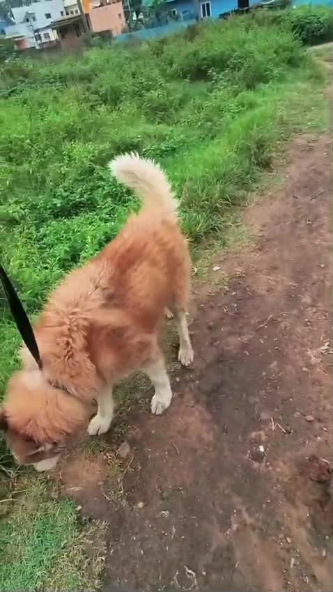 Siberian Husky Puppy | White Color, farm video