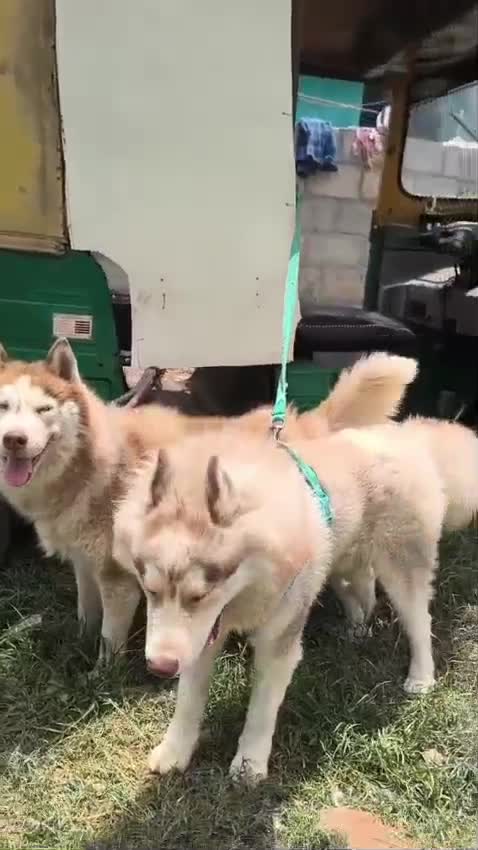 Siberian Husky Puppy | White Color, farm video
