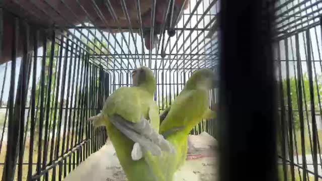 Yellow Monk | Lutino Quaker Parrot, farm video