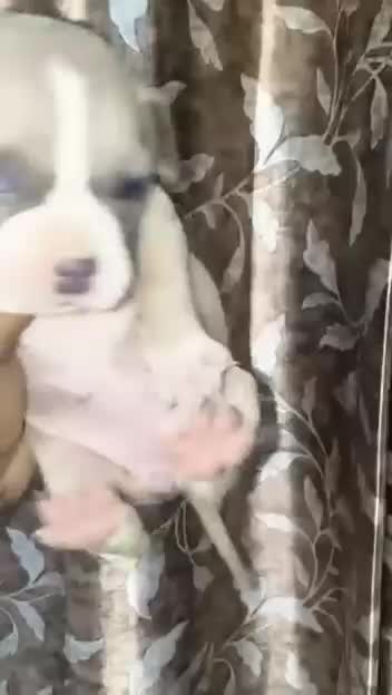 Pitbull Terrier Puppy, farm video