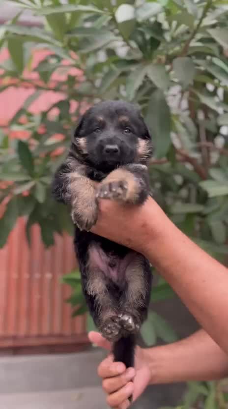 German Shepherd Puppy | Z Black, farm video