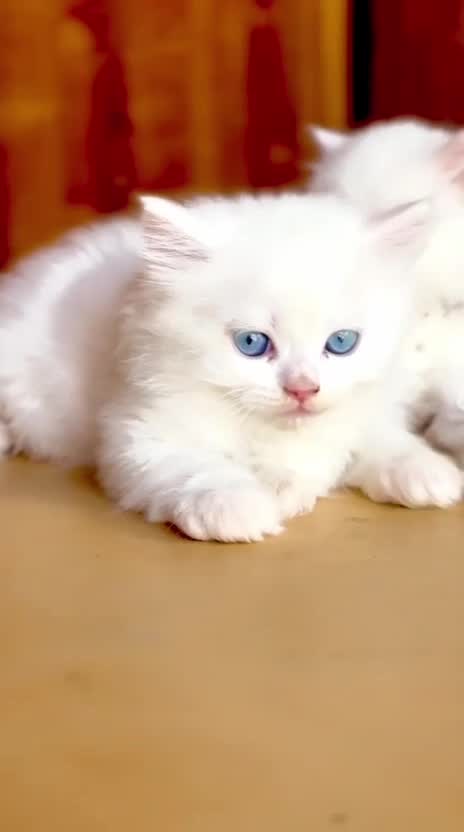 Persian, farm video