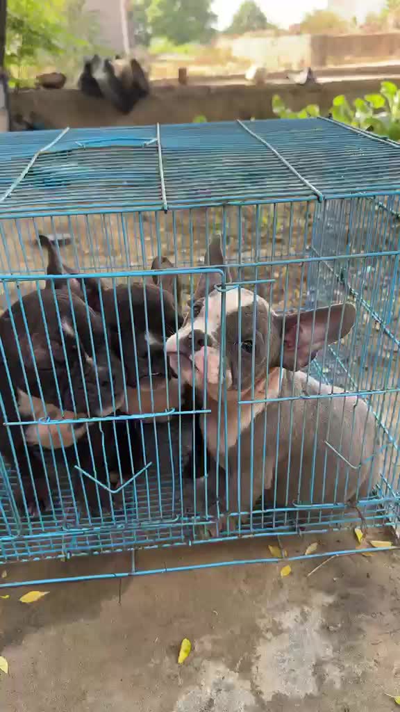 American Bully Pocket Size at an affiliated farm in Mansa, Punjab
