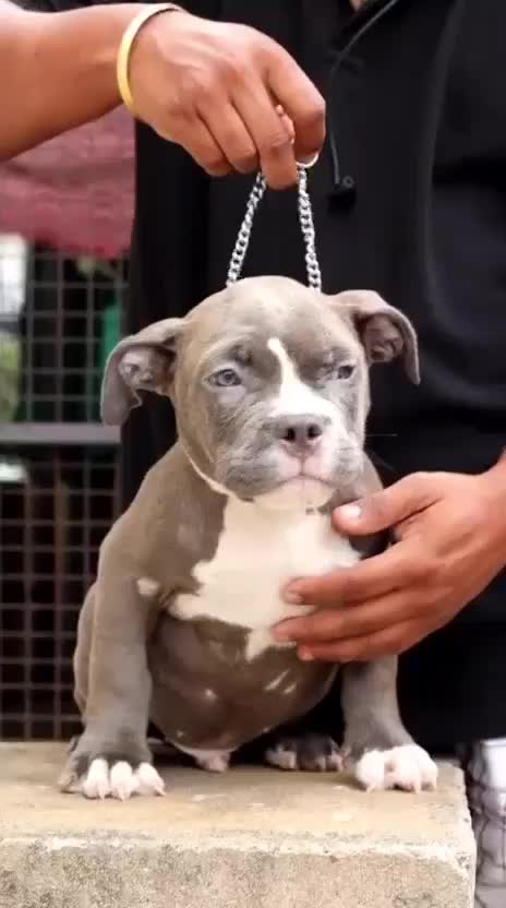 American Bully Standard Size at an affiliated farm in Hyderabad, Telangana