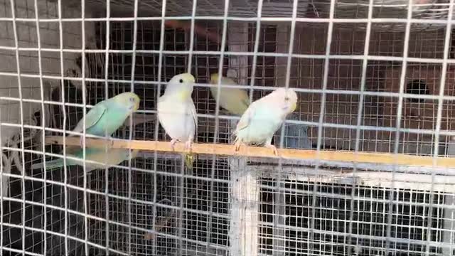 Budgies, farm video