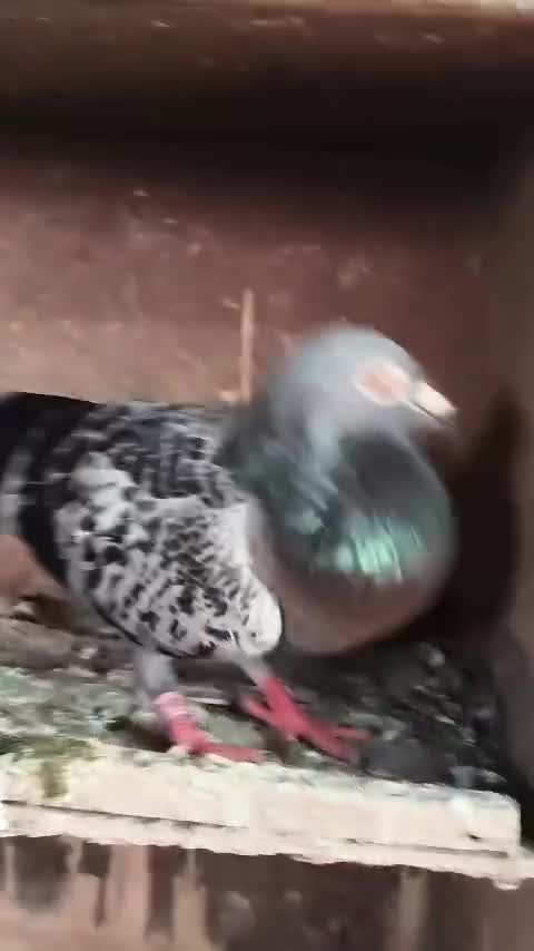 Homer Pigeon, farm video
