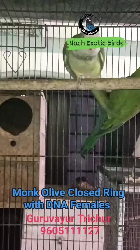 Albino Monk, farm video