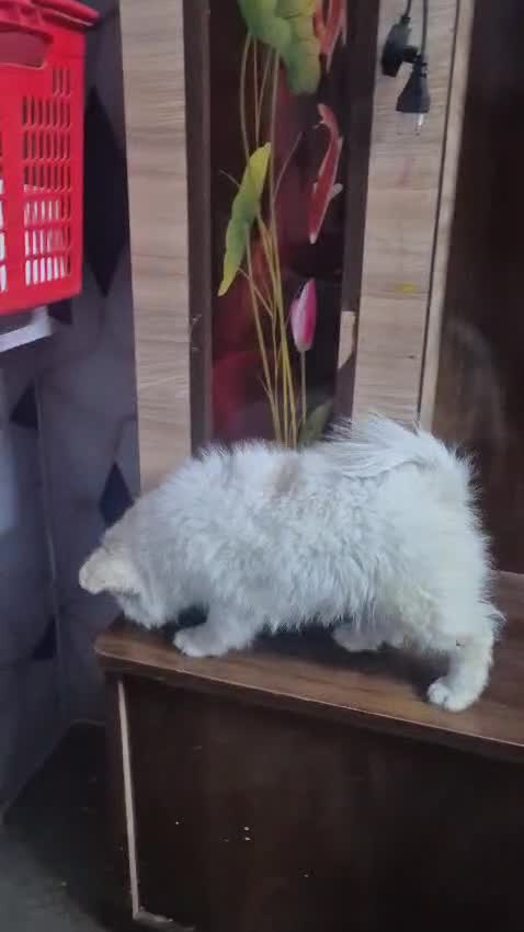 Culture Pom Puppy | White Color, farm video