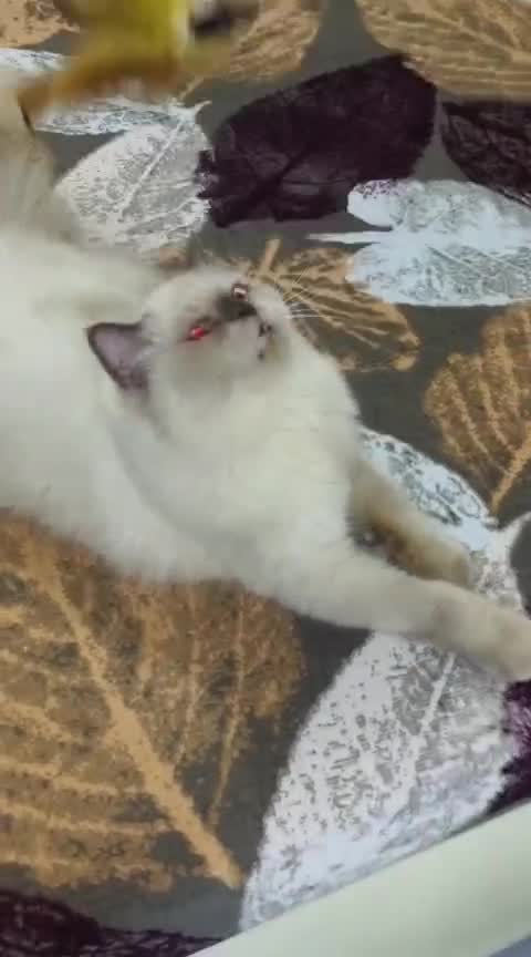 Himalayan Kitten, farm video