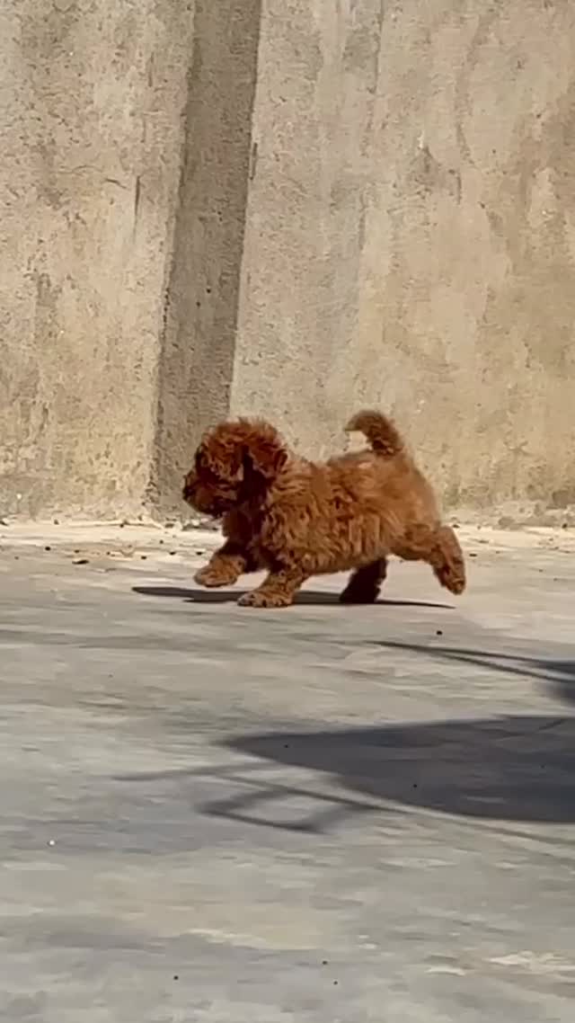 Toy Poodle Puppy, farm video