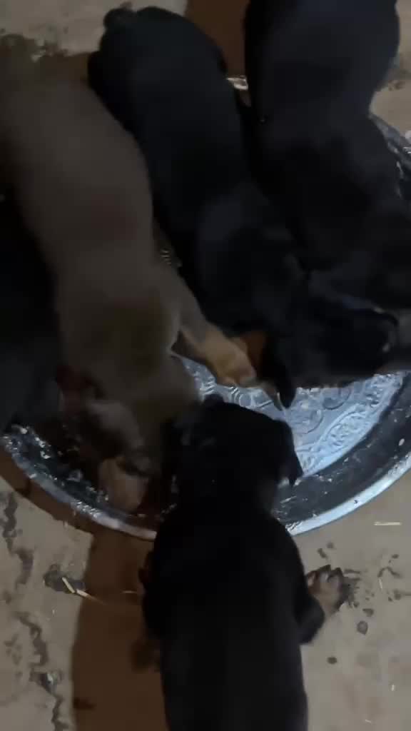 Doberman Pinscher Puppy, farm video