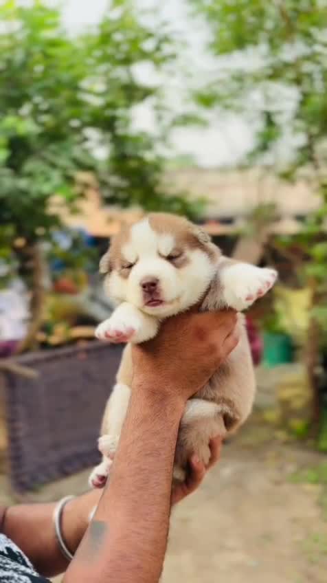 Siberian Husky Puppy | Copper & White Color, farm video