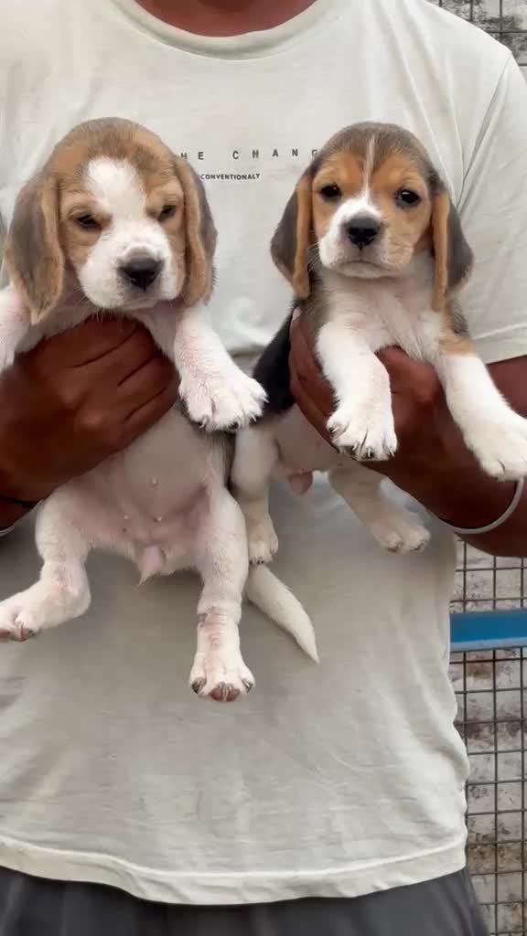 Beagle | Lemon & White | Puppy, farm video