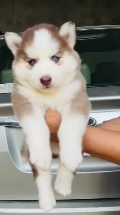 Siberian Husky at an affiliated farm in Ambala, Haryana