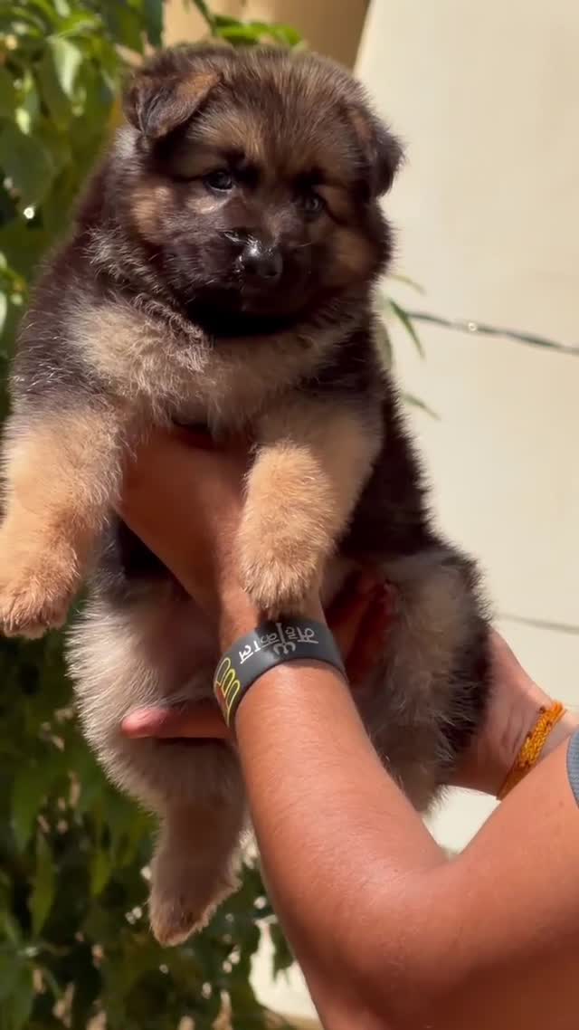 German Shepherd Puppy | Z Black, farm video