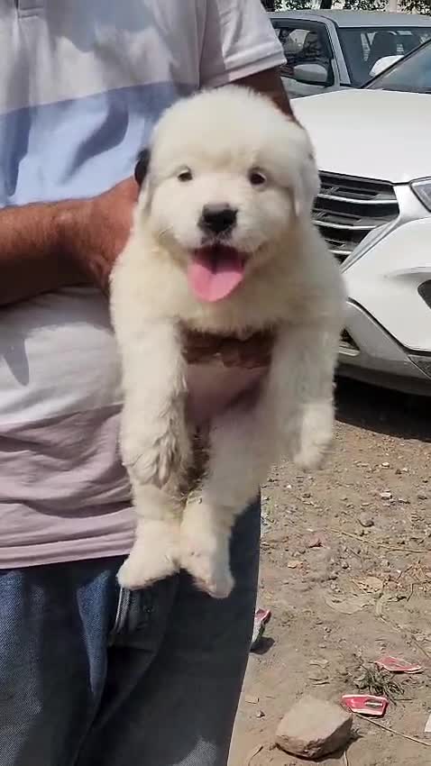 Saint Bernard Puppy, farm video