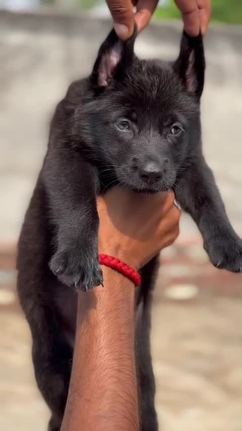 German Shepherd Puppy | Z Black, farm video
