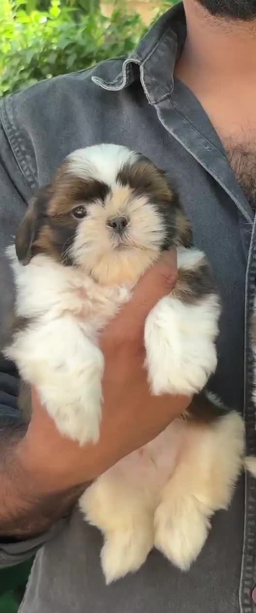Shih Tzu | Black Color, farm video