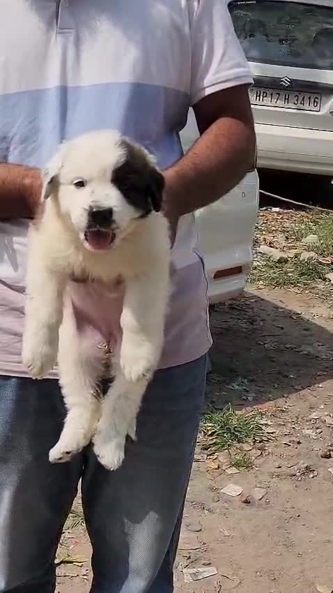 Saint Bernard Puppy, farm video