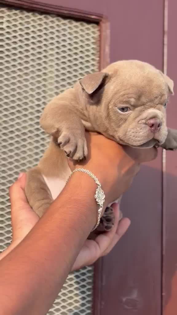 American Bully Pocket Size Puppy, farm video