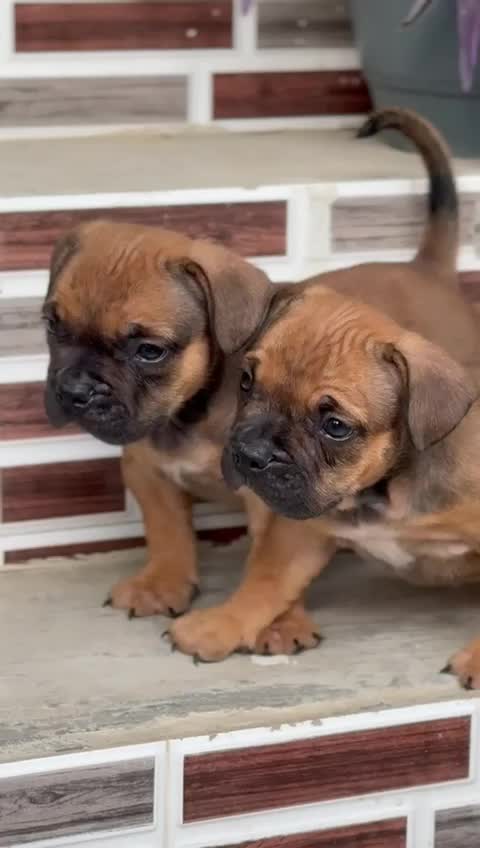 American Bully Pocket Size Puppy, farm video