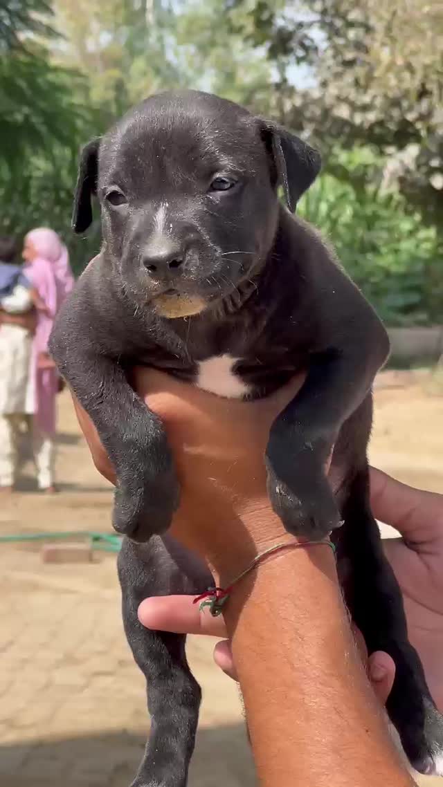 Pitbull Terrier Puppy, farm video