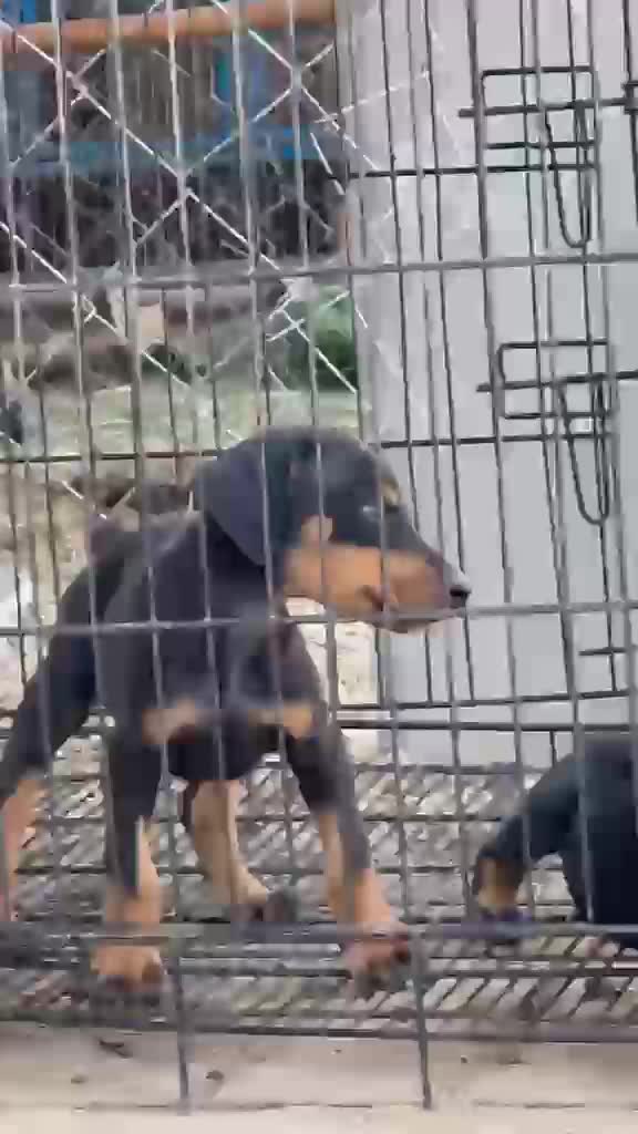 Doberman Pinscher Puppy, farm video