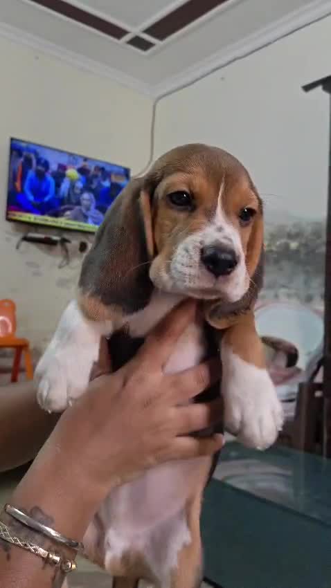 Beagle | Lemon & White | Puppy, farm video