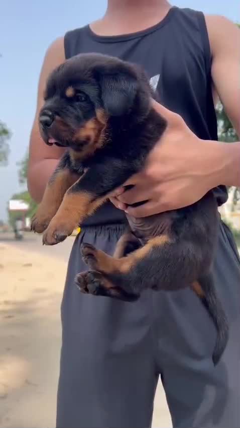 Rottweiler Puppy, farm video
