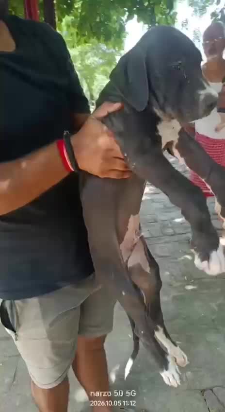 American Bully Standard Size at an affiliated farm in Ambala, Haryana