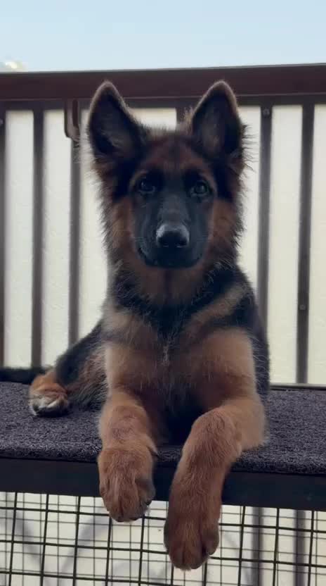 German Shepherd Puppy | Z Black, farm video