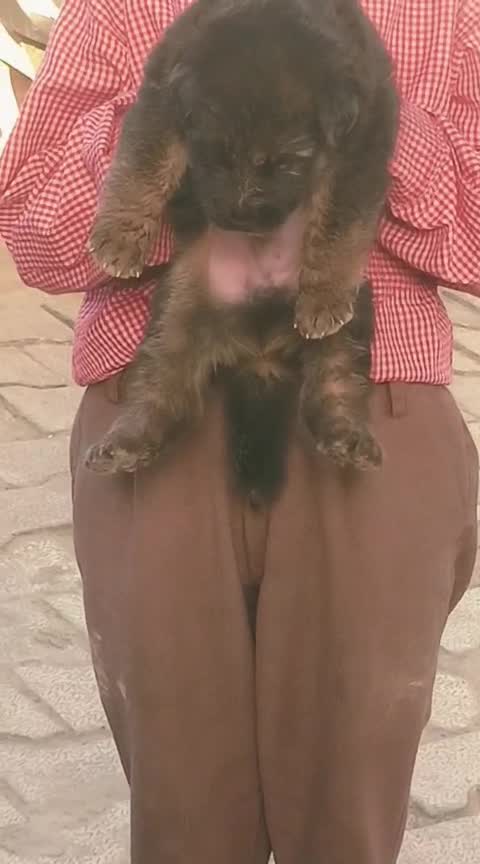 German Shepherd Puppy | Pure White, farm video