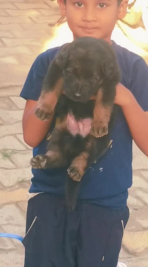 German Shepherd Puppy | Pure White, farm video