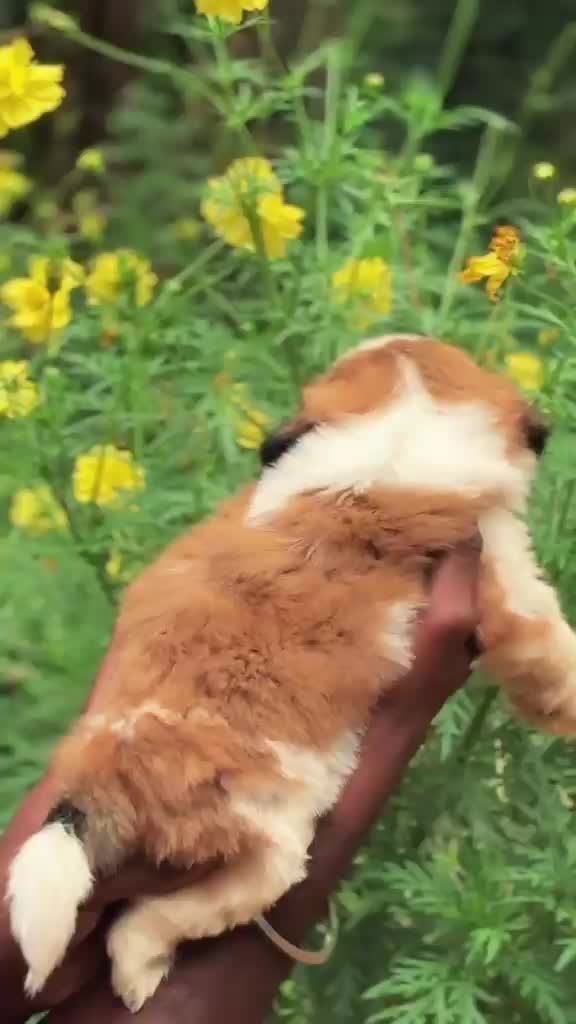 Shih Tzu | Black & White Color, farm video