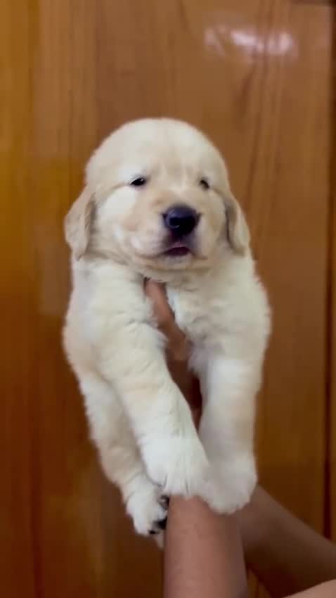 Golden Retriever, farm video