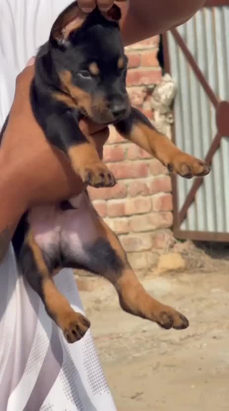 Doberman Pinscher Puppy, farm video