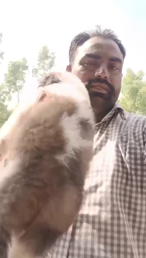 Saint Bernard Puppy, farm video