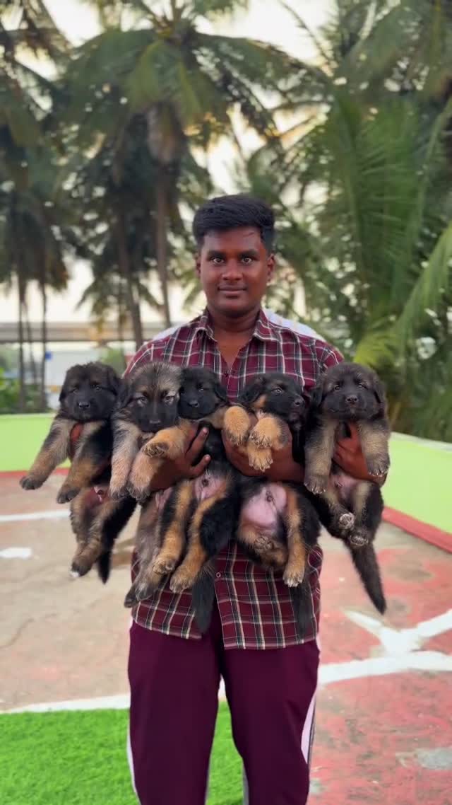 German Shepherd Puppy, farm video