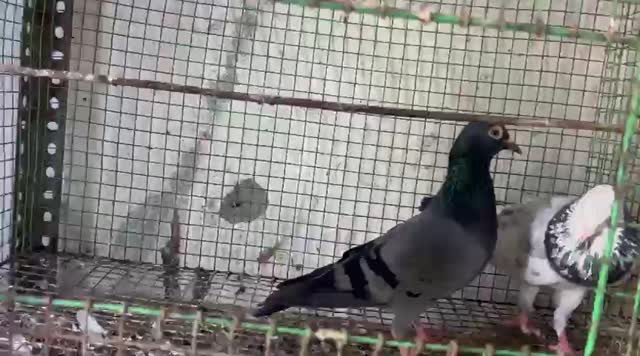 Homer Pigeon, farm video