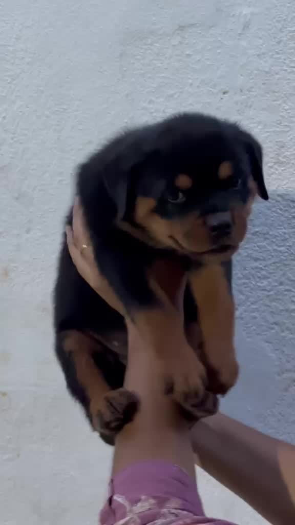 Rottweiler Puppy, farm video