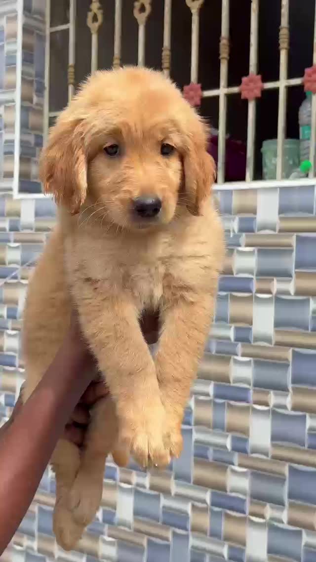 Golden Retriever, farm video