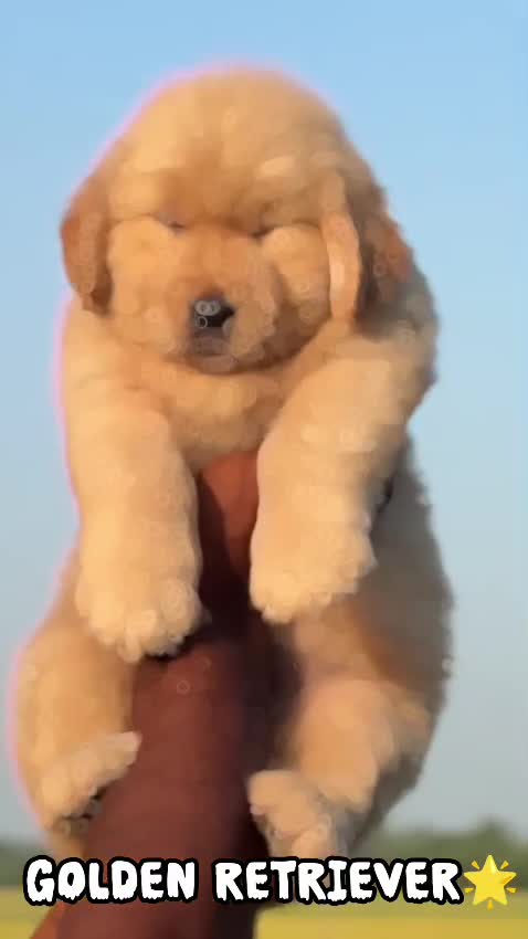 Golden Retriever, farm video