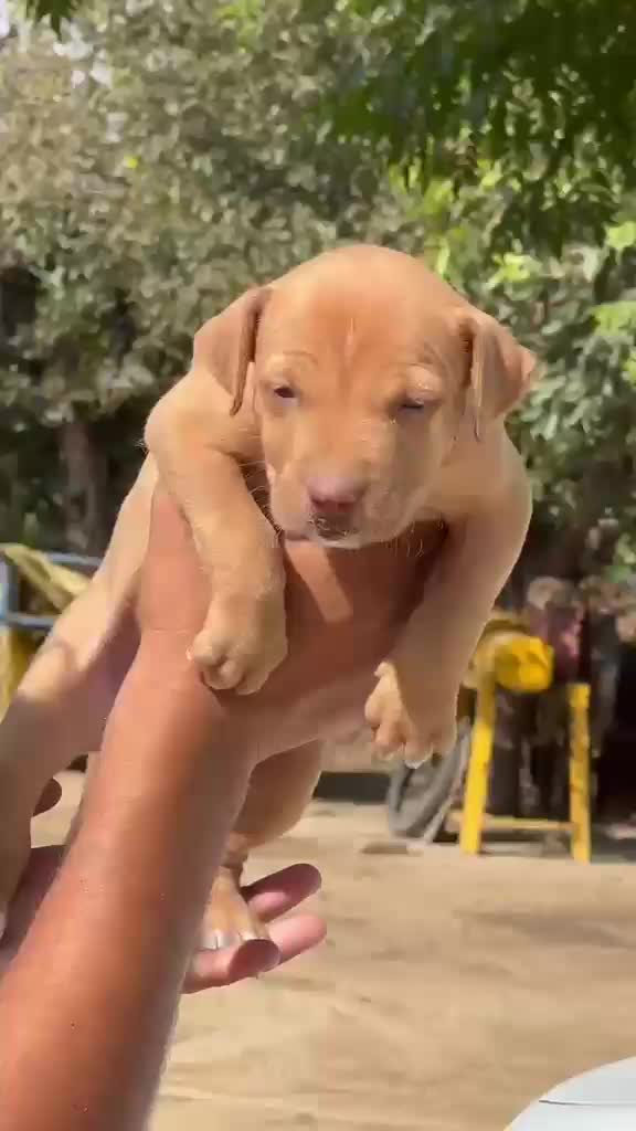 Pitbull Terrier Puppy, farm video
