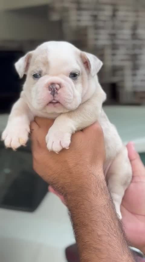 French Bulldog Puppy | White, farm video