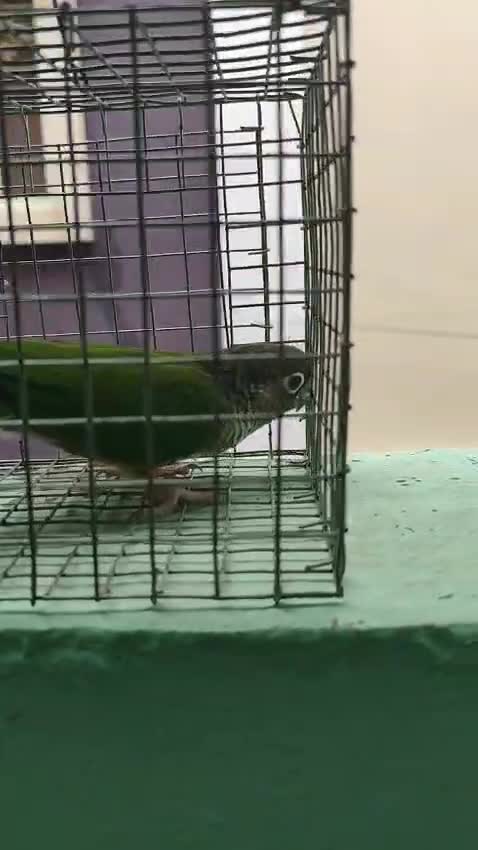 Green Cheek Conure, farm video