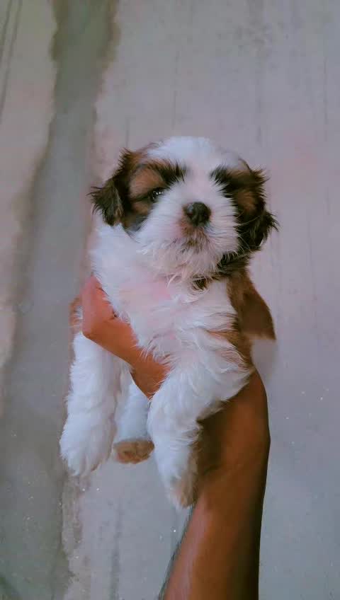 Shih Tzu | Tri Color Puppy, farm video