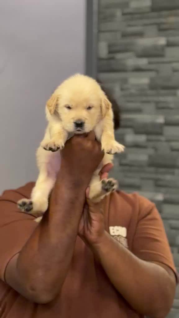 Golden Retriever, farm video