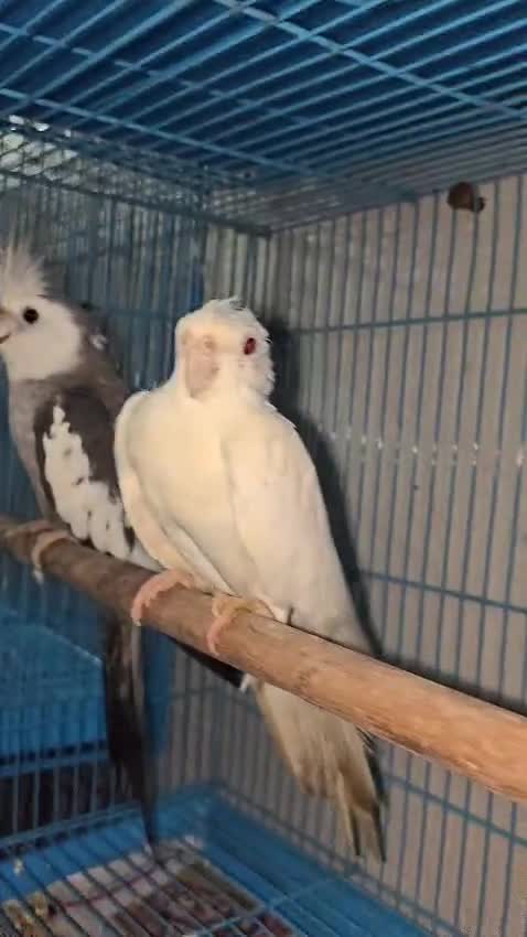 Java Sparrow, farm video
