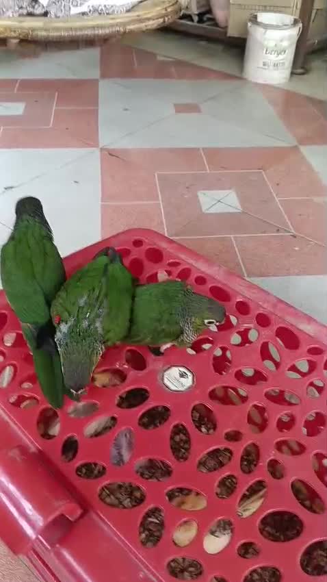 Black Capped Conure, farm video